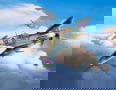 63897 Product image of 63897