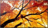 Product image of 60006055