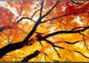 Product image of 60006055