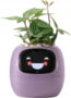 Product image of PLANTSIO IVY PRP