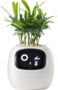 Product image of PLANTSIO IVY WHT