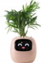 Product image of PLANTSIO IVY PNK
