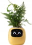 Product image of PLANTSIO IVY YEL
