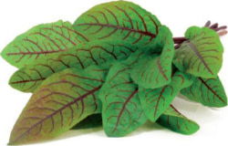 Product image of Click & Grow SGR33X3