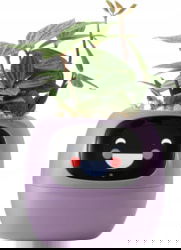 Product image of PlantsIO PLANTSIO IVY PRP