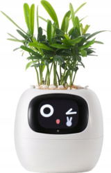 Product image of PlantsIO PLANTSIO IVY WHT