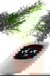 Product image of PlantsIO PLANTSIO IVY PNK