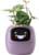 Product image of PlantsIO PLANTSIO IVY PRP 1