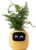 Product image of PlantsIO PLANTSIO IVY YEL 1