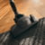 Miele Blizzard CX1 Parquet PowerLine tootepilt 5