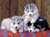 Product image of Ravensburger 128235V 2